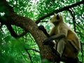 Black monkey looking at while seating upon tree branch beautiful animal presentation Royalty Free Stock Photo