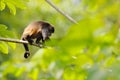Black monkey Mantled Howler Monkey Alouatta palliata, nature habitat. Animal in Costa Rica national park. Animal hidden in the Royalty Free Stock Photo