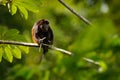 Black monkey. Mantled Howler Monkey Alouatta palliata in the nature habitat. Black monkey feeding in forest. Black monkey in the t