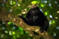 Black monkey. Mantled Howler Monkey Alouatta palliata in the nature habitat. Black monkey in the forest. Black monkey in the