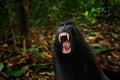 Black monkey with open mouth with big tooth, sitting in the nature habitat Celebes crested Macaque, Macaca nigra in tropical fores Royalty Free Stock Photo