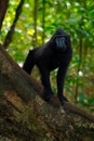 Black monkey with open mouth with big tooth, sitting in the nature habitat, dark tropical forest. Celebes crested Macaque, Macaca Royalty Free Stock Photo