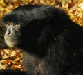 Black monkey Royalty Free Stock Photo