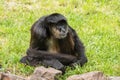 A black monkey is sitting in the grass Royalty Free Stock Photo