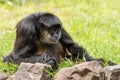 A black monkey is sitting in the grass Royalty Free Stock Photo