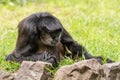 A black monkey is sitting in the grass Royalty Free Stock Photo