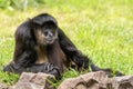 A black monkey is sitting in the grass Royalty Free Stock Photo