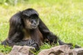 A black monkey is sitting in the grass Royalty Free Stock Photo