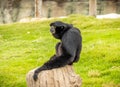 Black monkey sitting on a piece of wood surrounded by green grass Royalty Free Stock Photo