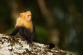 Black monkey sitting on the tree branch in the dark tropic forest. Monkey White-headed Capuchin, Cebus capucinus. Monkey in the na Royalty Free Stock Photo