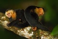 Black monkey sitting on the tree branch in the dark tropic forest. Monkey White-headed Capuchin, Cebus capucinus. Monkey in the na Royalty Free Stock Photo