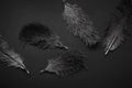 Black monochrome pattern background with ostrich feathers Royalty Free Stock Photo