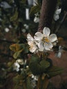 Black moody sullen photograph. White spring flower of berries on a dark background. Sadness and mood concept