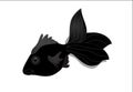 Black Moor Goldfish