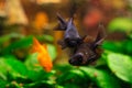 Black moor goldfish and common  goldfish in freshwater aquarium Royalty Free Stock Photo