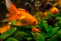 Black moor goldfish and common  goldfish in freshwater aquarium Royalty Free Stock Photo