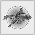 Black Moor Goldfish emblem. Black and white realistic graphics.