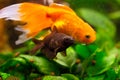 Black moor goldfish in freshwater aquarium Royalty Free Stock Photo