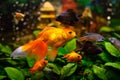 Black moor goldfish, goldfish, gourami  in freshwater aquarium Royalty Free Stock Photo