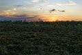 Black Moor landscape of biosphere reserve Rhoen, Germany, by dusk