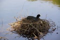 A black moorhen - Front view - Elancourt - France Royalty Free Stock Photo