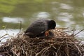 A black moorhen - She protects he young