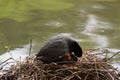 A black moorhen, in the rest on its nest