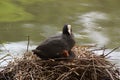 A black moorhen, in the rest on its nest