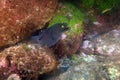 Black moray eel Muraena augusti, pair Moray eel inside the rock. Two moray eels with yellow eyes peek out from under the stone. Royalty Free Stock Photo