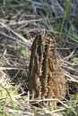 The Black Morel Morchella elata is an edible mushroom