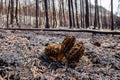 Black Morel Morchella elata grow after forest fire