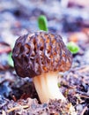 Black Morel Morchella elata mushroom forest floor Royalty Free Stock Photo