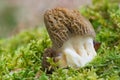 Black morel in moss