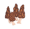 Black morel mushroom with honeycomb pits and ridges. Edible forest fungi. Organic vegetarian fungus. Natural vegan food Royalty Free Stock Photo