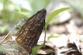 Black Morel Mushroom Royalty Free Stock Photo