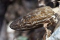 Black Morel Mushroom Royalty Free Stock Photo