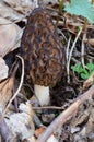Black Morel Mushroom (Morchella conica)