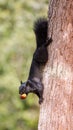 Black-morph Eastern Gray Squirrel holding hazelnut with its teeth Royalty Free Stock Photo