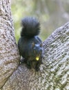 Black-morph Eastern Gray Squirrel with Oak Acorn Royalty Free Stock Photo