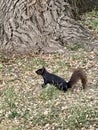 Black Morph of Gray Squirrel Royalty Free Stock Photo