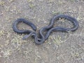 Black morph of indian rat snake, Ptyas mucosa, Satara, Maharashtra