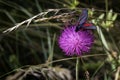 A black moth in a purple flower Royalty Free Stock Photo