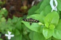 Black Moth sitting on Leaf