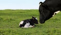 Black mother cow with her little black and white calf sitting on the grass Royalty Free Stock Photo