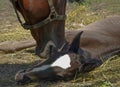 Black mother horse and foal