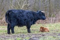 Black mother scottish highlander cow with brown calf Royalty Free Stock Photo