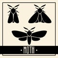 Black moths isolated on light background