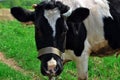 Black motley cow stands on green grass in meadow. Pasture. There trees in background. Blue sky. Cow on green meadow. Cow tied.