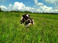 Black motley cow stands on green grass in meadow. Pasture. There trees in background. Blue sky. Cow on green meadow. Cow tied.