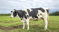 Black mottled cow, friesian holstein, in the Netherlands, standing on green grass in a field, horizon and a blue sky Royalty Free Stock Photo